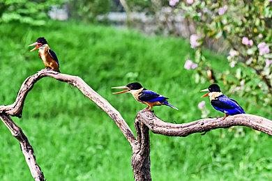 《赛博朋克2077》潜行玩法MOD 加入全新技能树